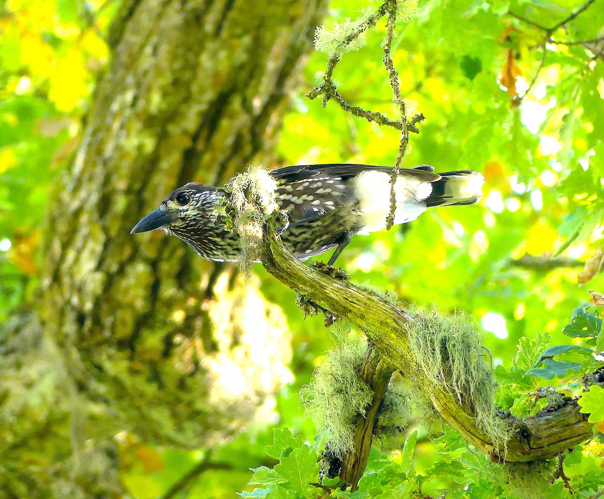 Eurasian Nutcracker - Baltasar Pinheiro