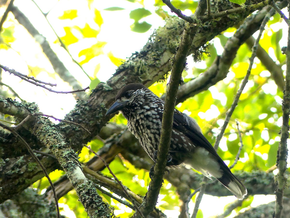 Northern Nutcracker - ML263865111