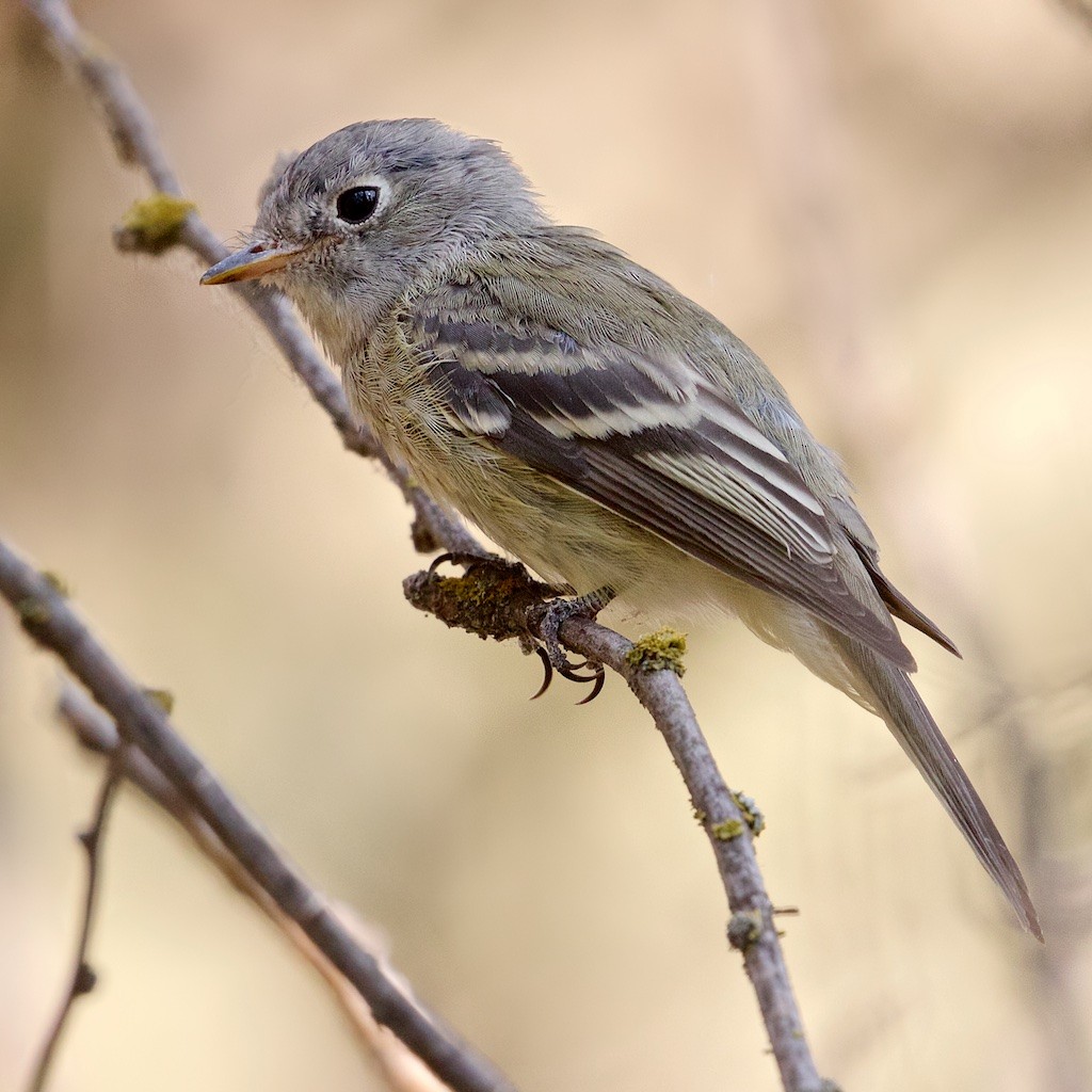 Hammond's Flycatcher - ML263866151