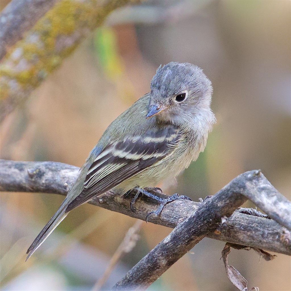 Hammond's Flycatcher - Ed Harper