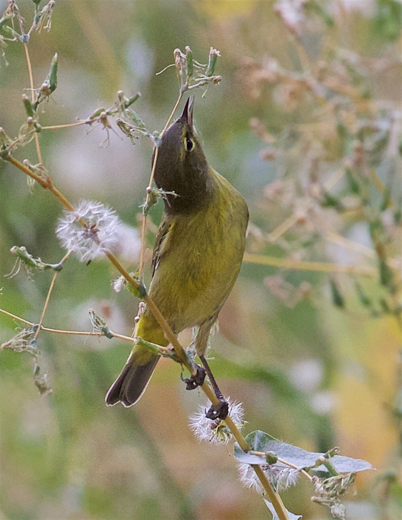 Orange-crowned Warbler - ML263866281