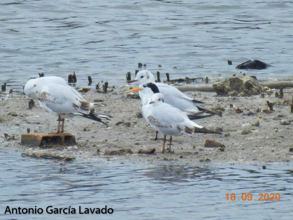 Lesser Crested Tern - ML263867141