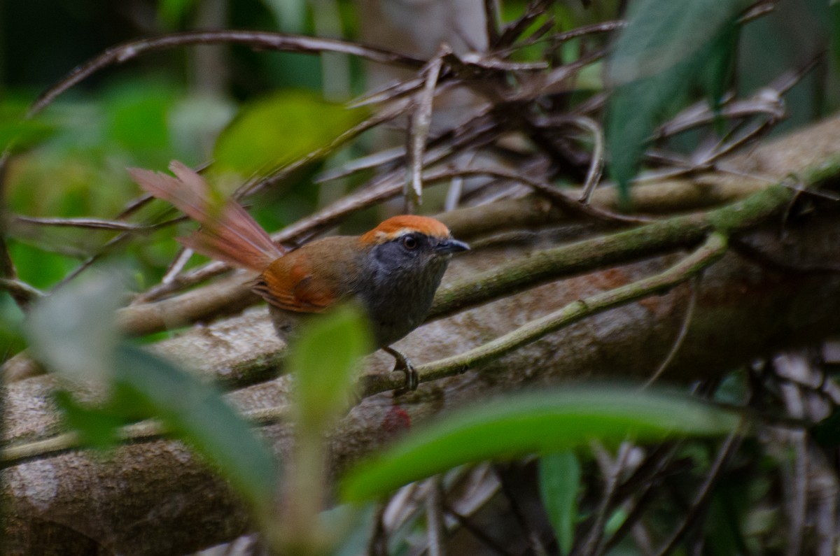 Rufous-capped Spinetail - Marcos Eugênio Birding Guide