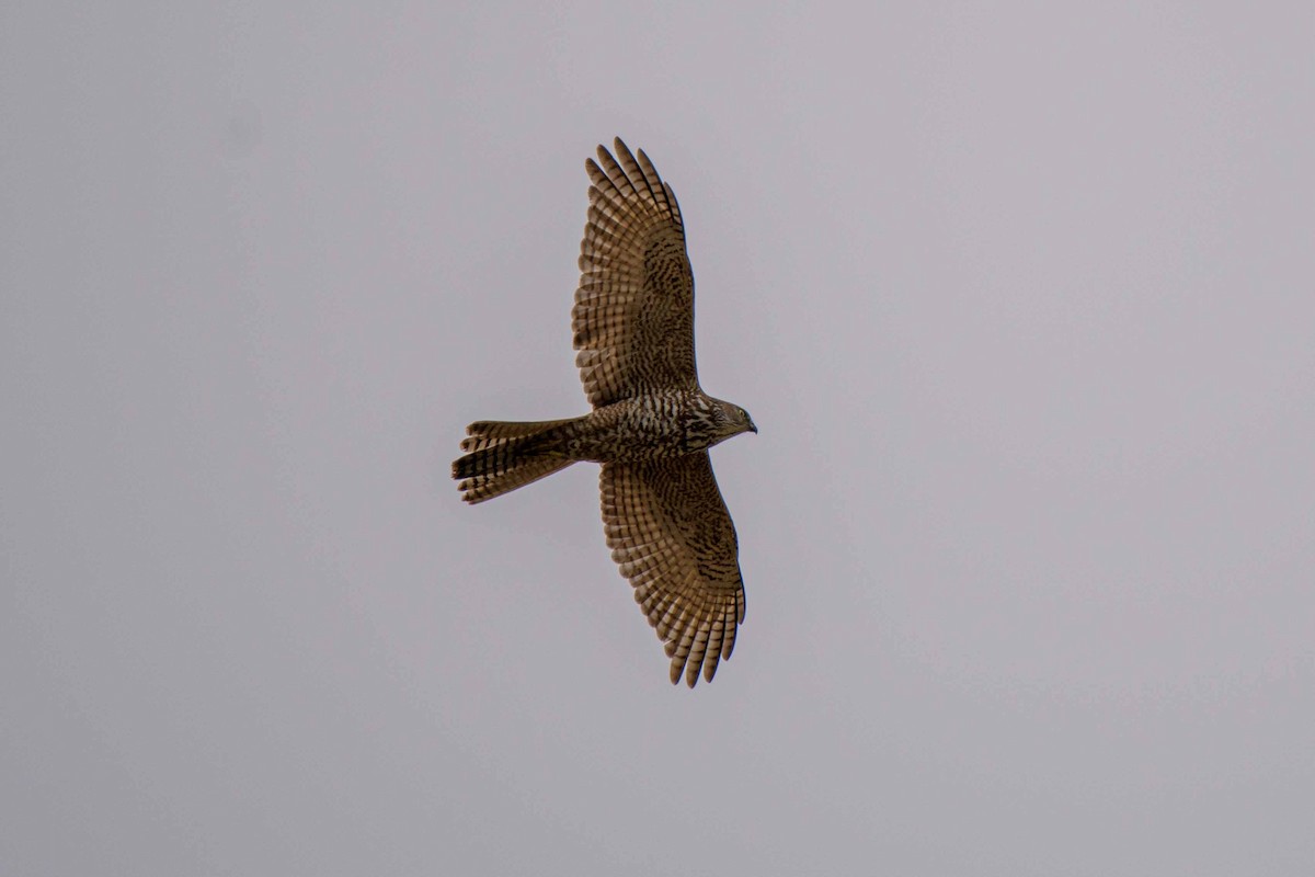 Brown Goshawk - Shane Francis