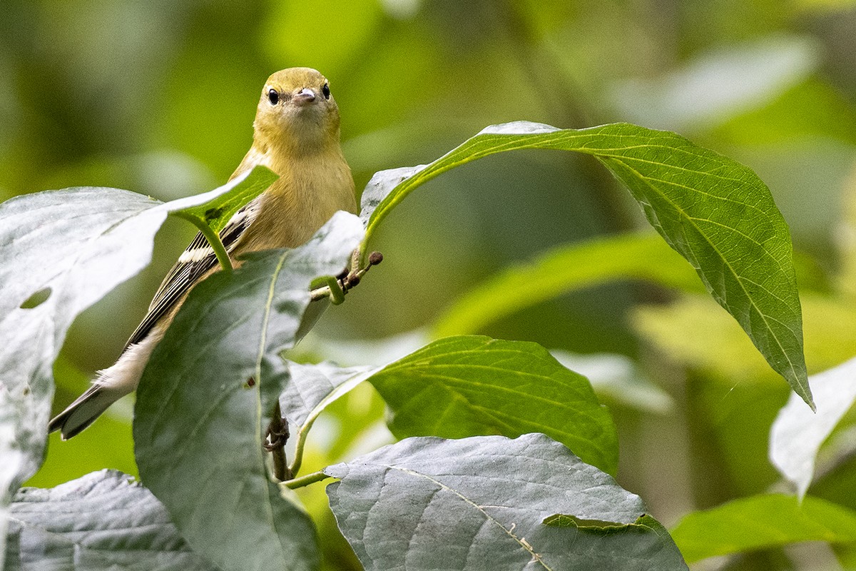 Bay-breasted Warbler - ML263868021