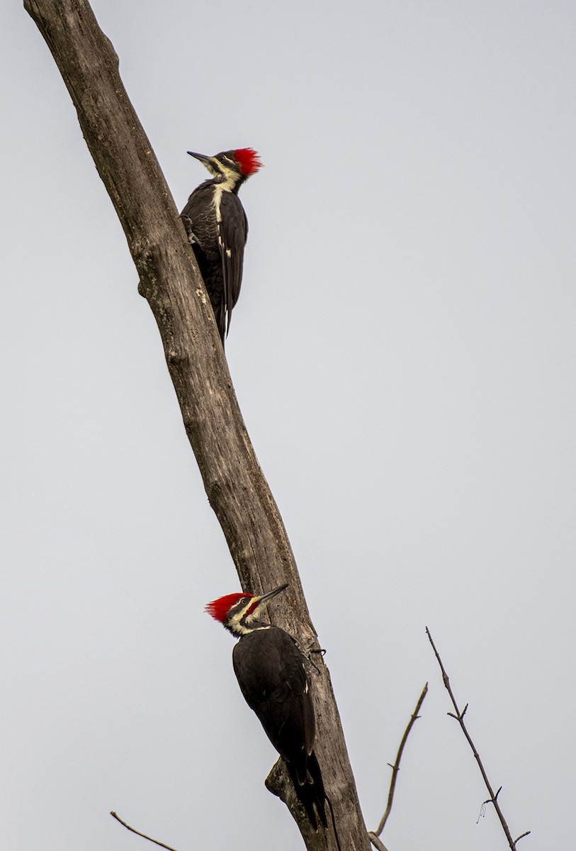 Pileated Woodpecker - ML263868191