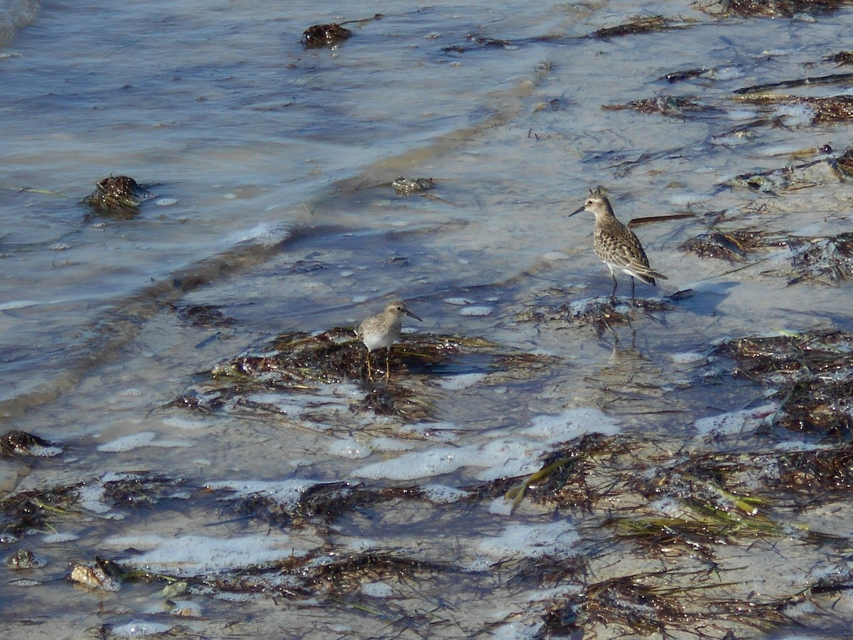 Baird's Sandpiper - ML263868701