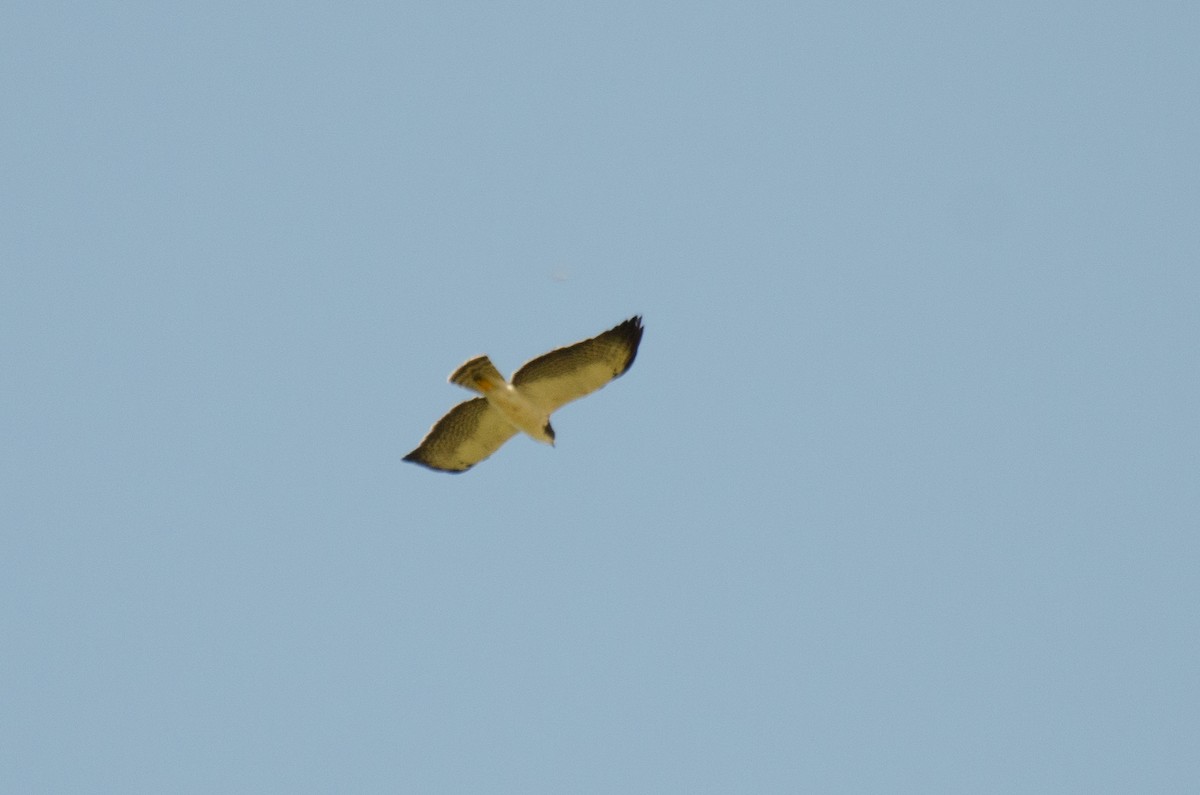 Short-tailed Hawk - ML263868741