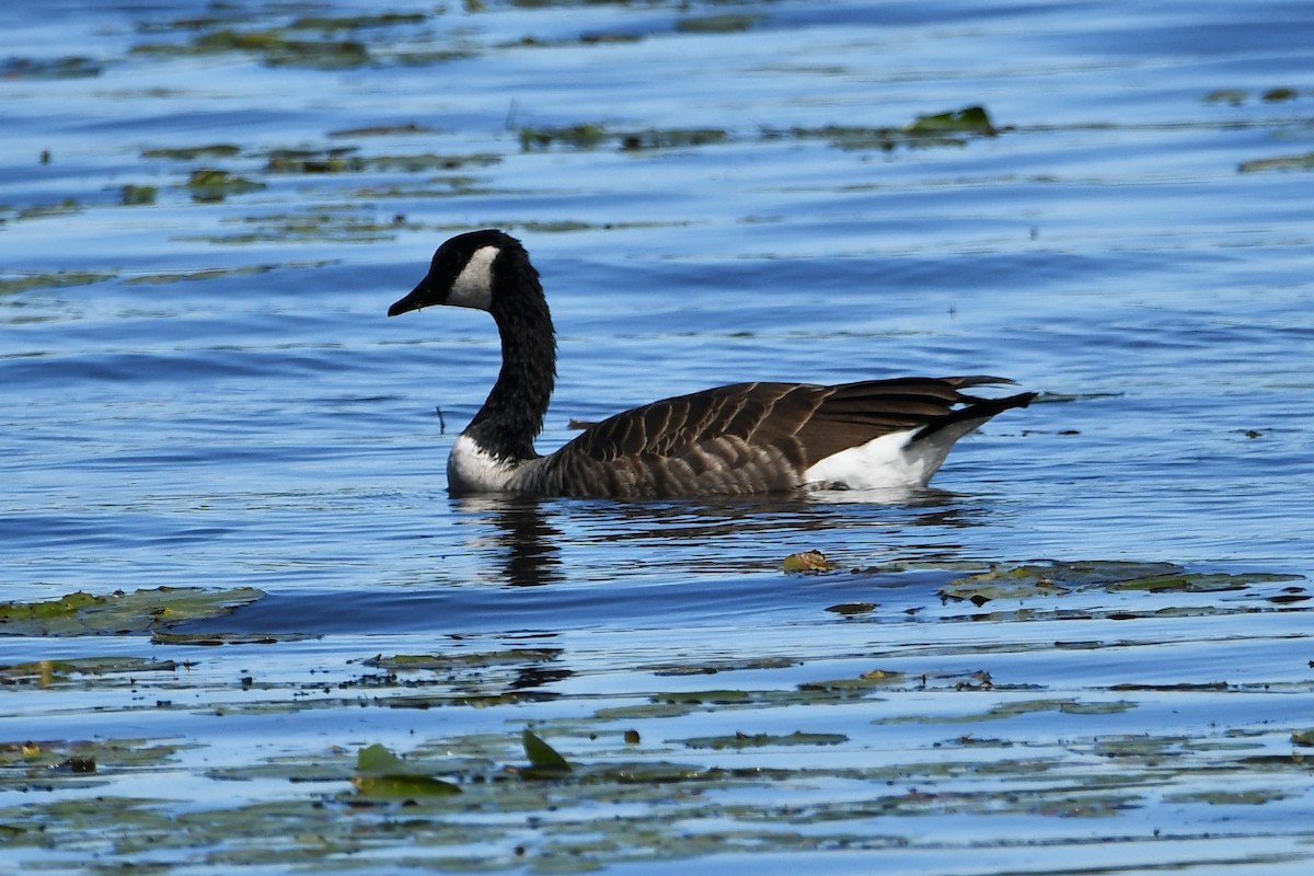 Canada Goose - ML263870141