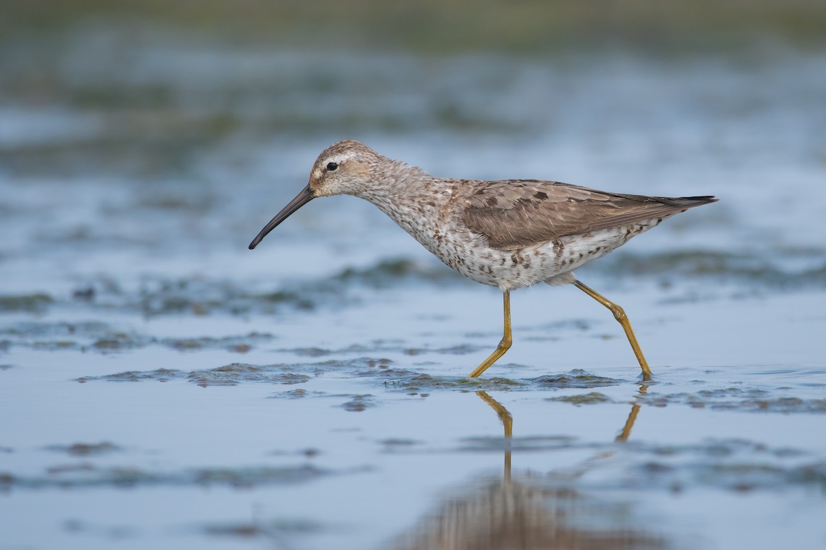 Stilt Sandpiper - Pablo Re