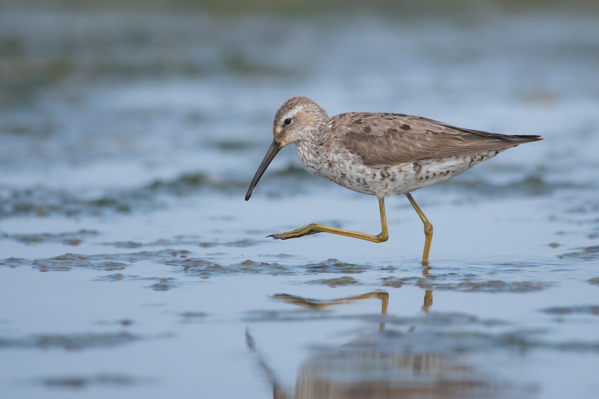 Stilt Sandpiper - ML263870561