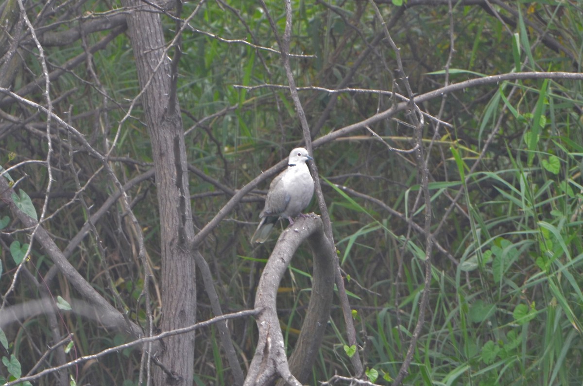 Eurasian Collared-Dove - Selvaganesh K