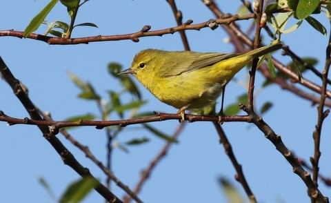 Orange-crowned Warbler - ML26387311