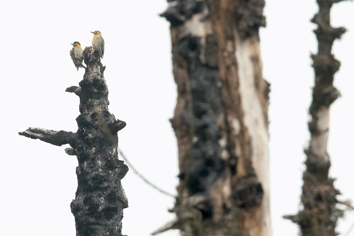 Campo Flicker - Martjan Lammertink