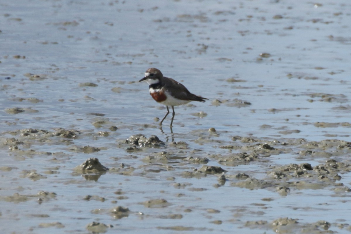 Double-banded Plover - ML263874261