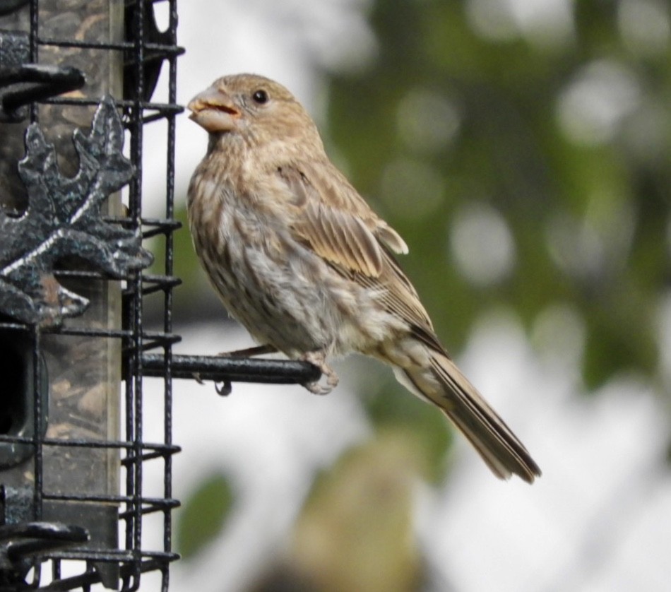 House Finch - ML263878151