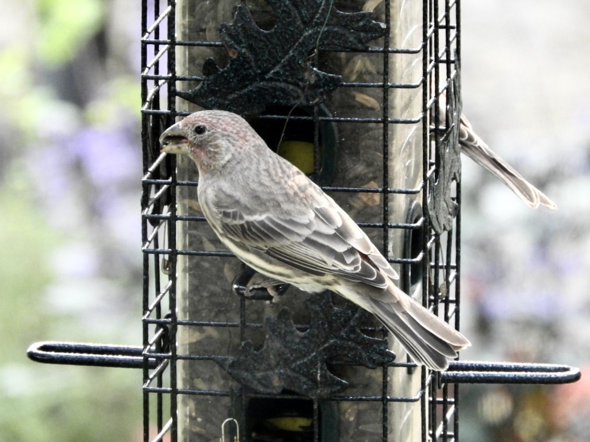 House Finch - ML263878161