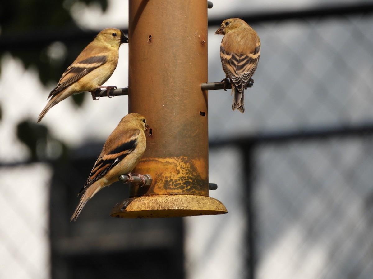 American Goldfinch - Lois Rockhill