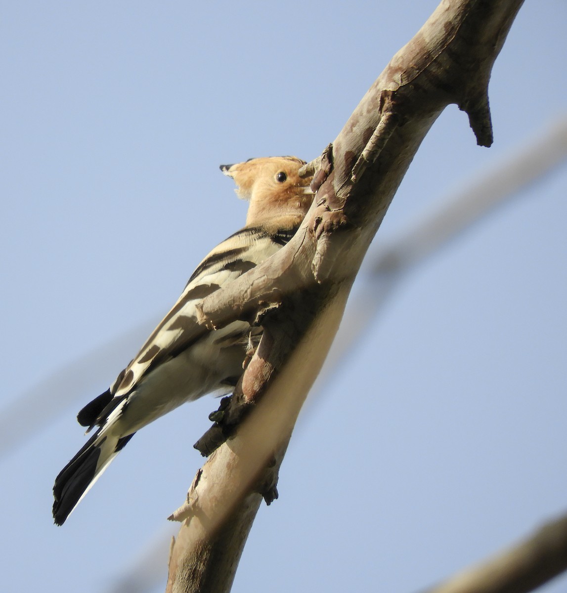 Eurasian Hoopoe - Georgina Cole