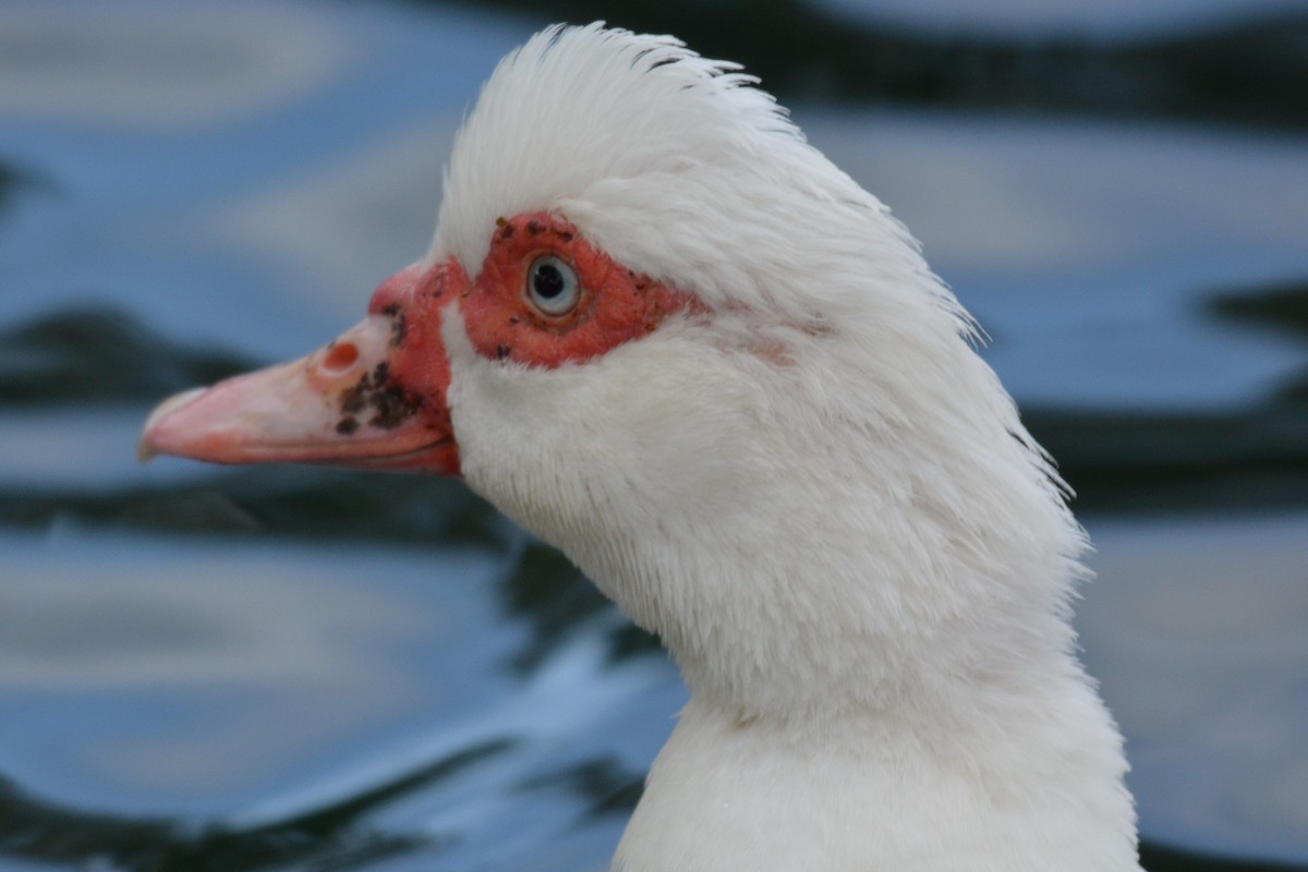 Muscovy Duck (Domestic type) - ML26387941