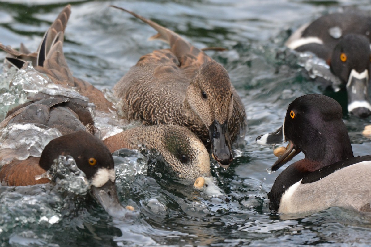 American Wigeon - ML26387981