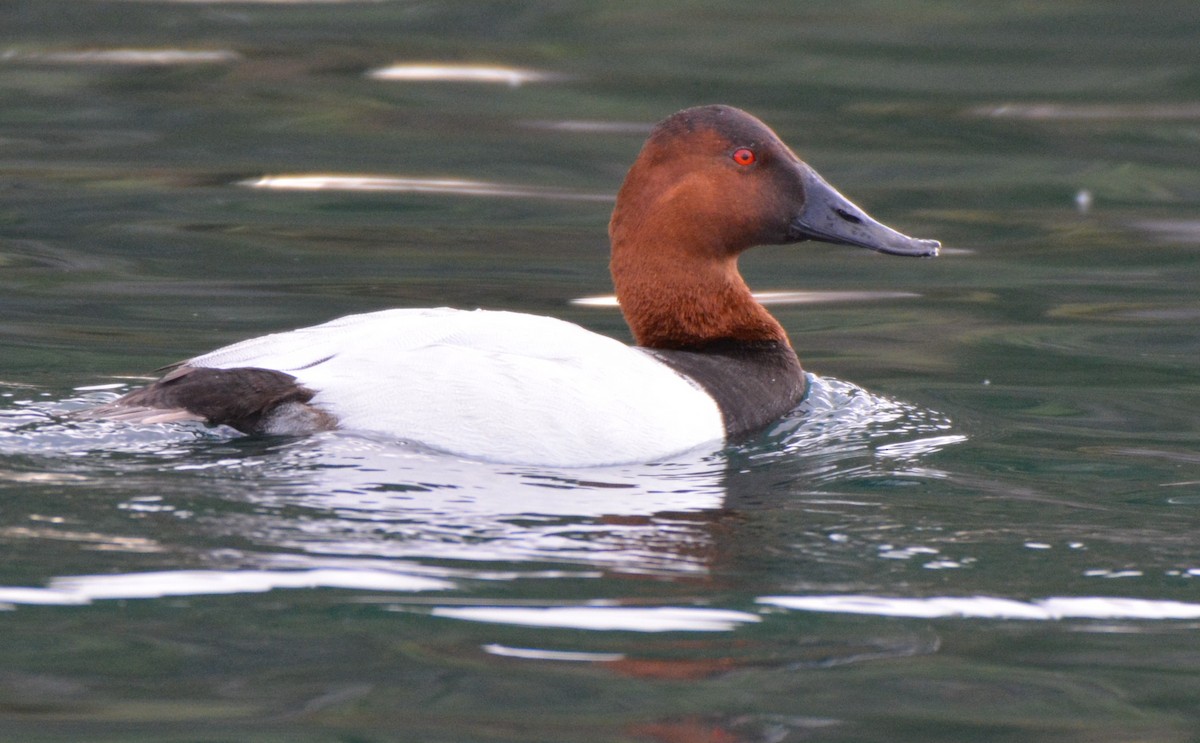 Canvasback - ML26387991