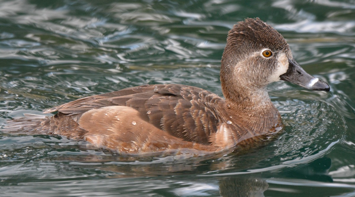 Ring-necked Duck - ML26388041