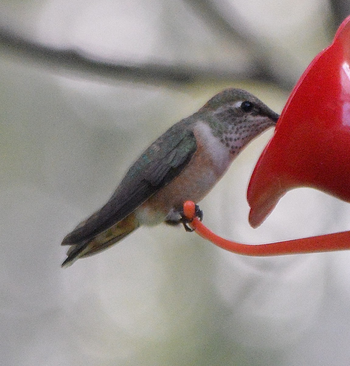 Rufous Hummingbird - ML263881991