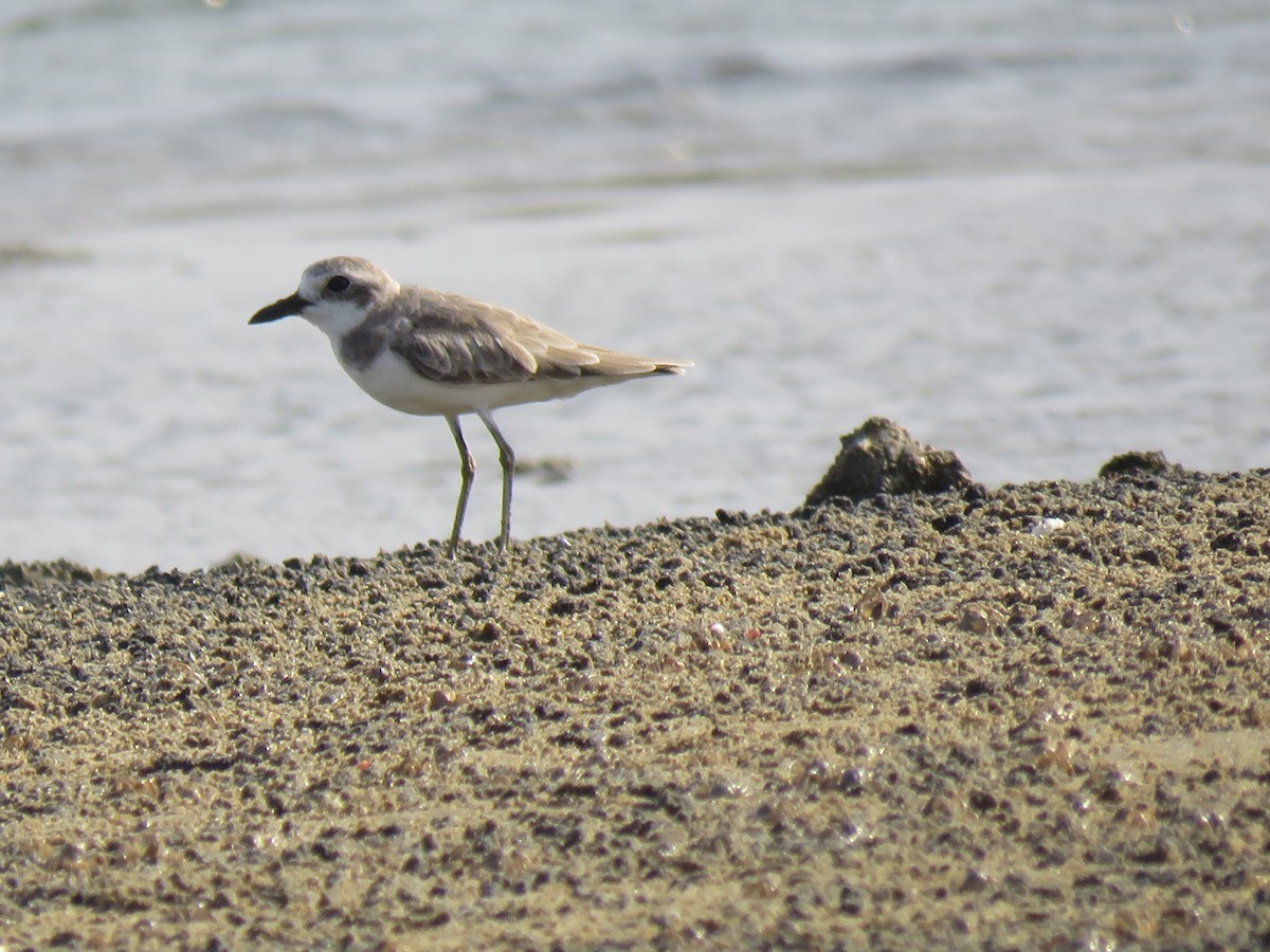 Greater Sand-Plover - Selvaganesh K