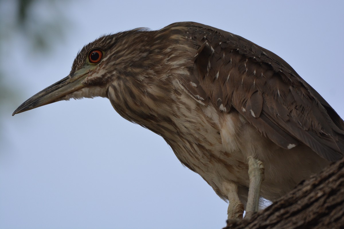 Black-crowned Night Heron - Chris Rohrer
