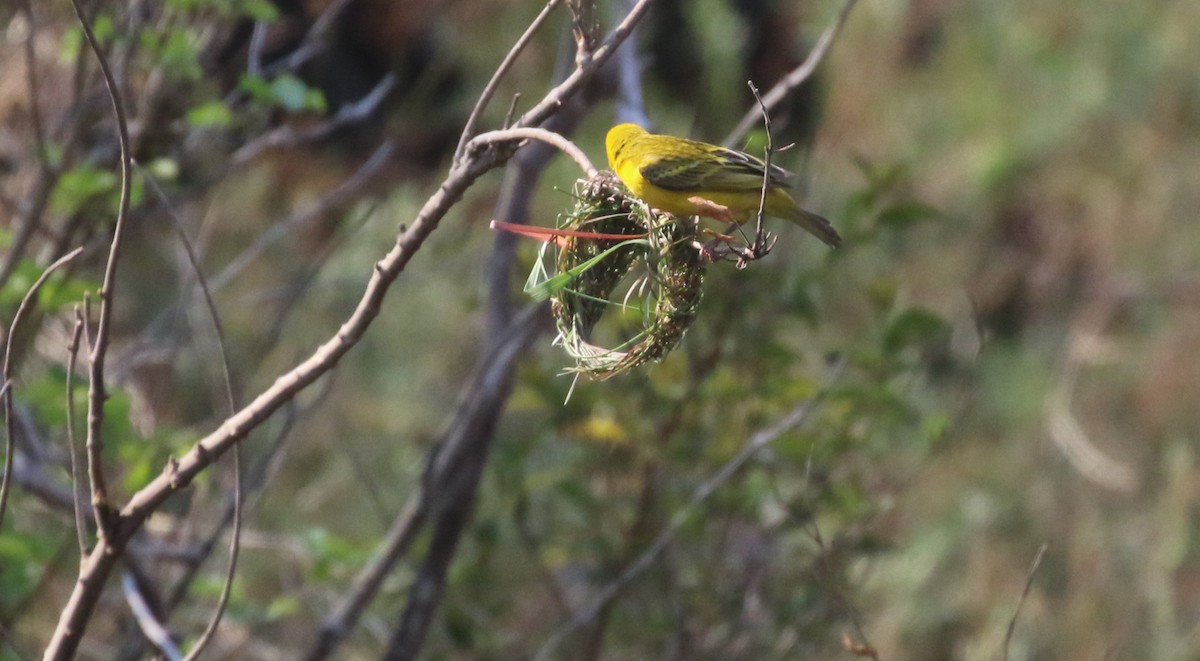 Southern Masked-Weaver - ML263883941