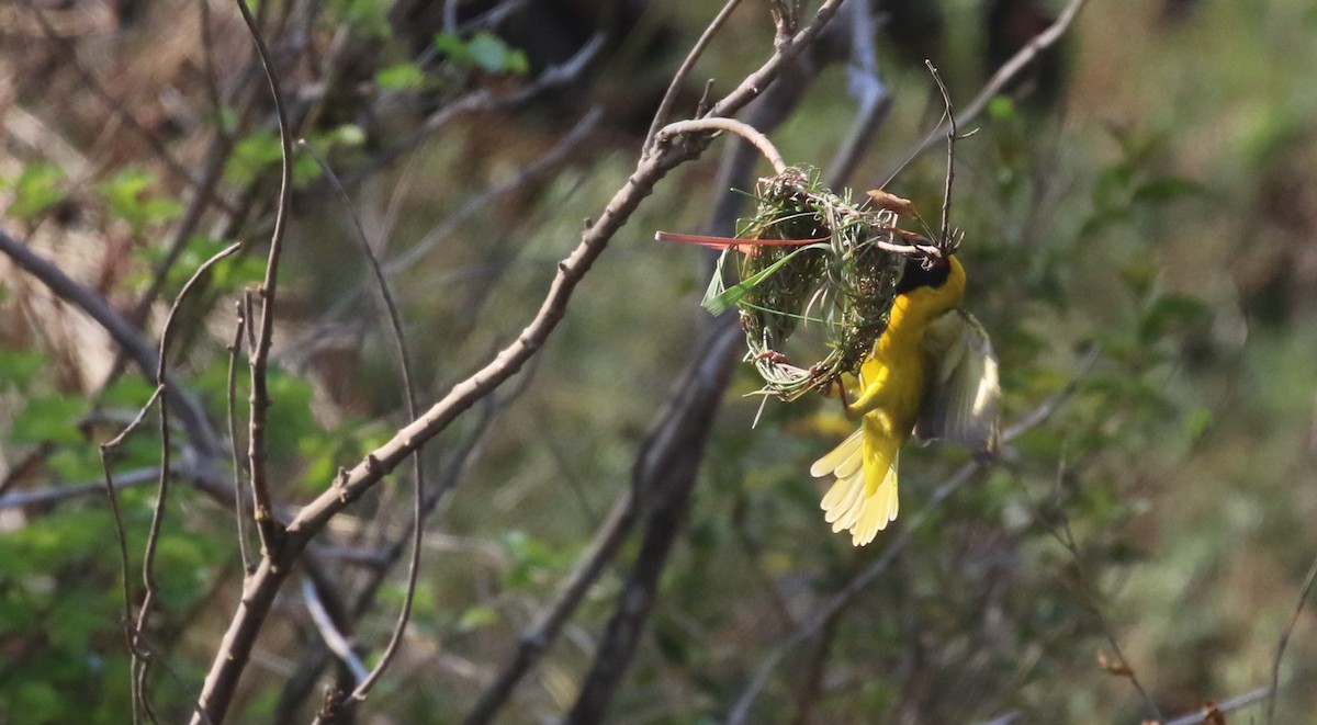 Southern Masked-Weaver - ML263883951