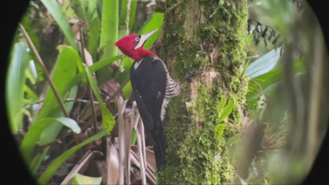 Robust Woodpecker - ML263884761