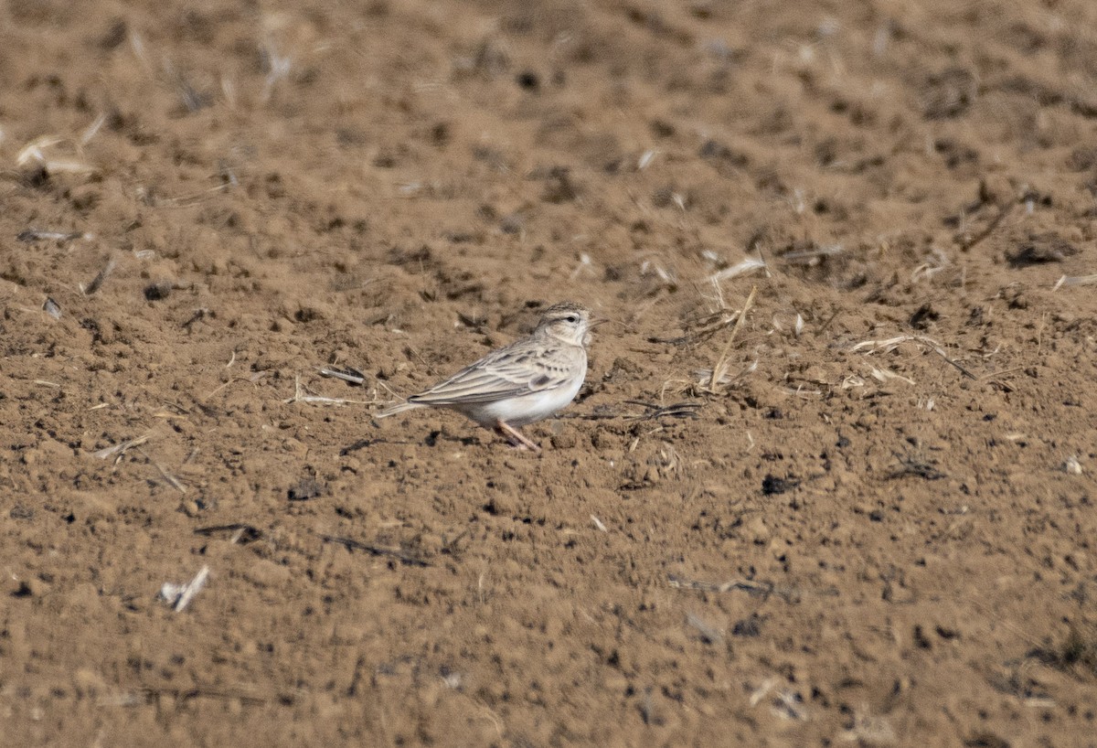 Greater Short-toed Lark - Ed Stubbs