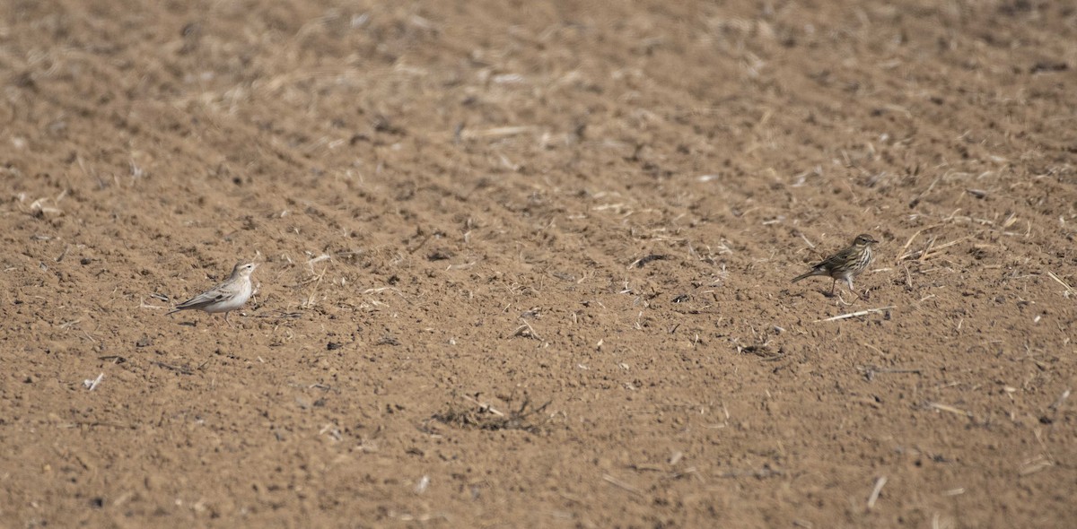 Greater Short-toed Lark - Ed Stubbs