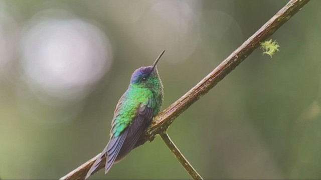 Violet-capped Woodnymph - ML263886791