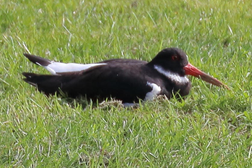 Eurasian Oystercatcher - ML263888811