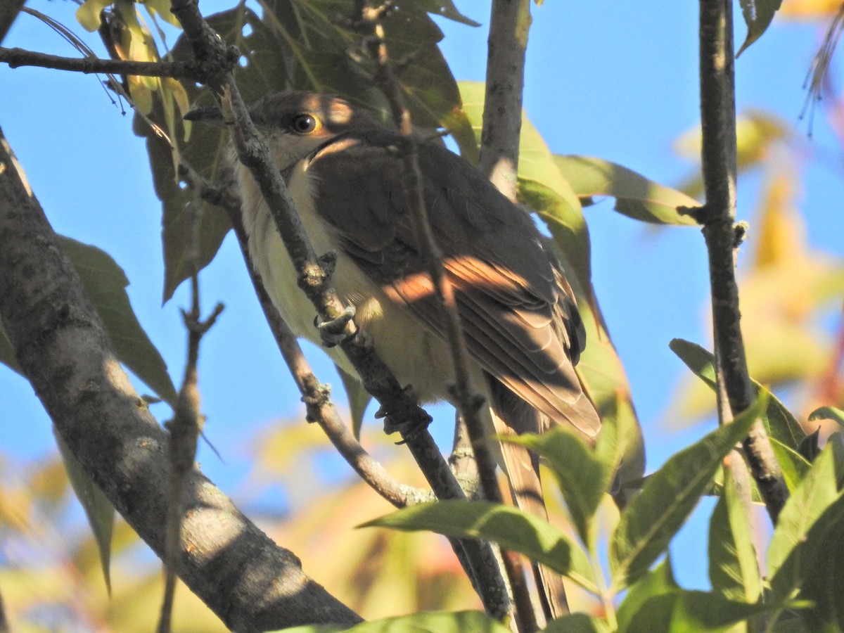 Black-billed Cuckoo - ML263888821