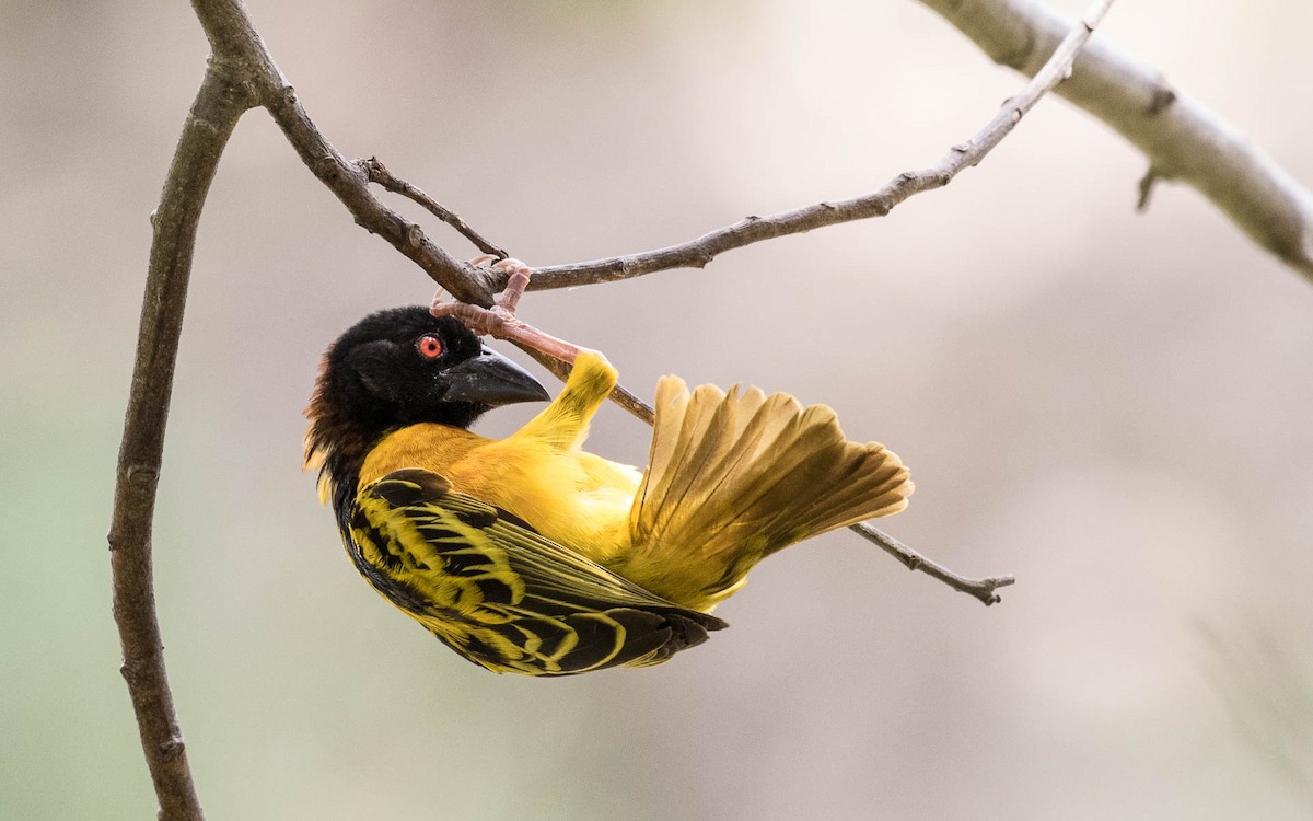 Village Weaver - ML263889361