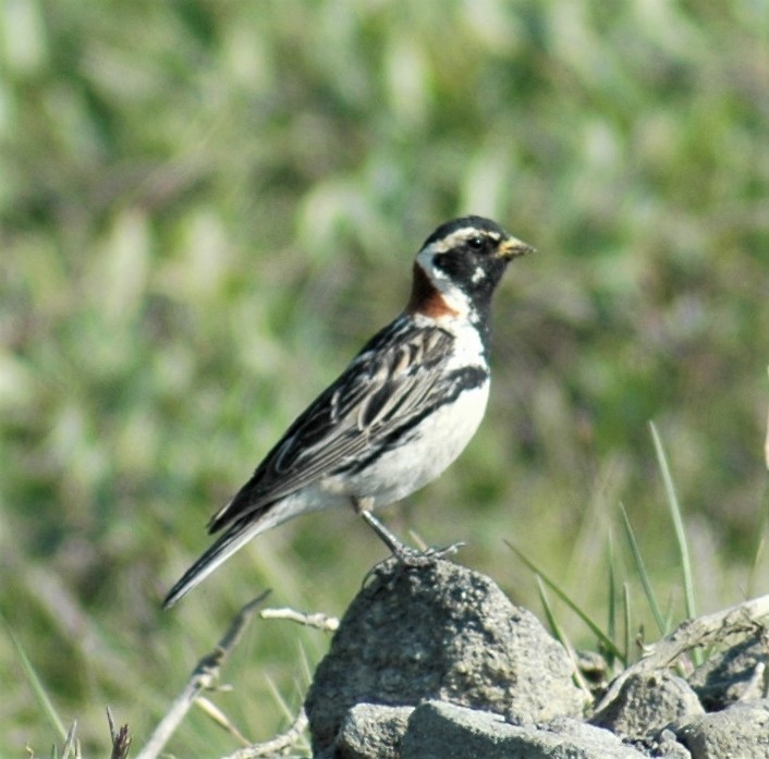 Lapland Longspur - Sue Riffe