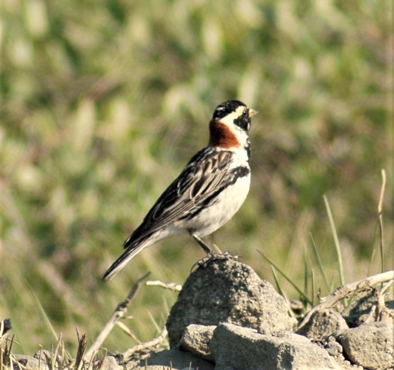 Lapland Longspur - Sue Riffe