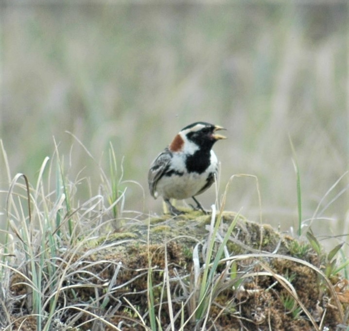 Lapland Longspur - Sue Riffe