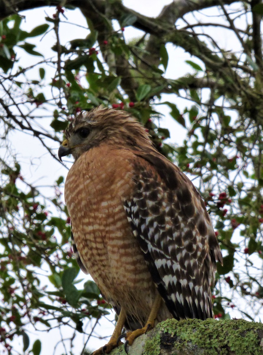 Red-shouldered Hawk - ML263890961