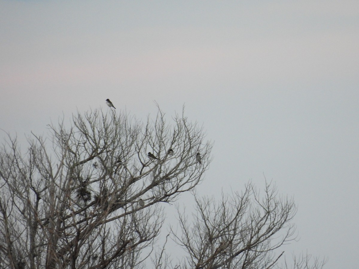 Eastern Kingbird - John  Paalvast