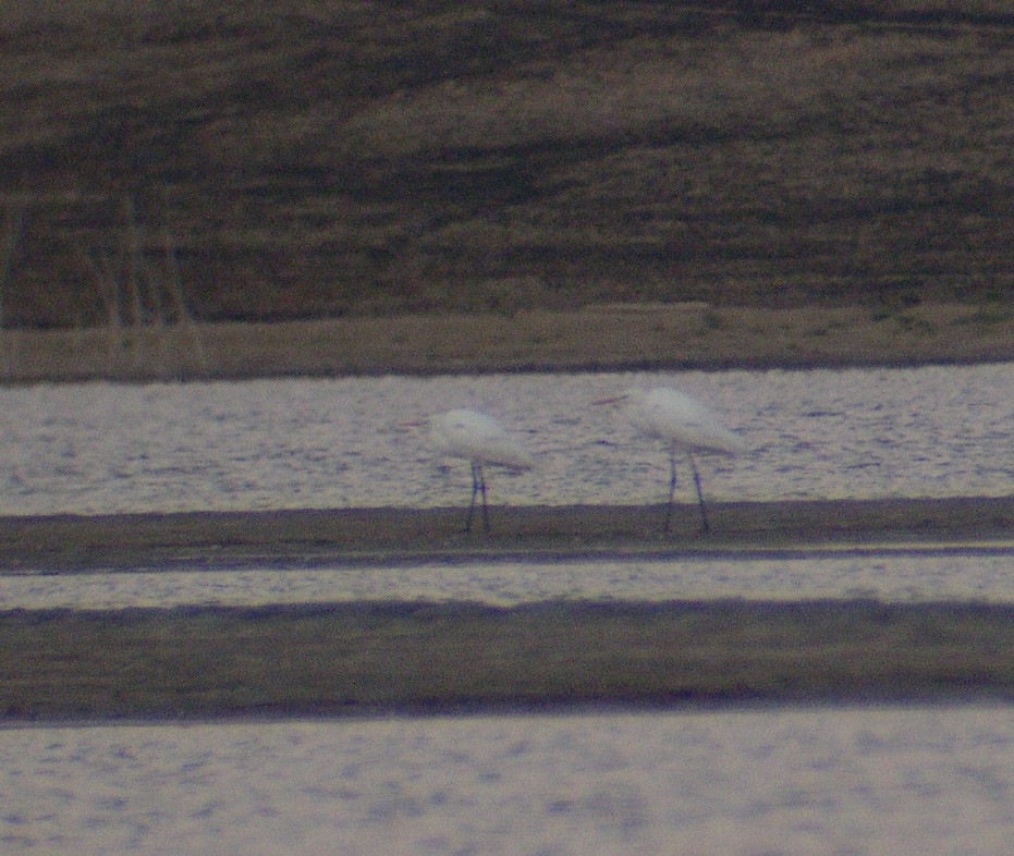 Great Egret - Xabier Remirez