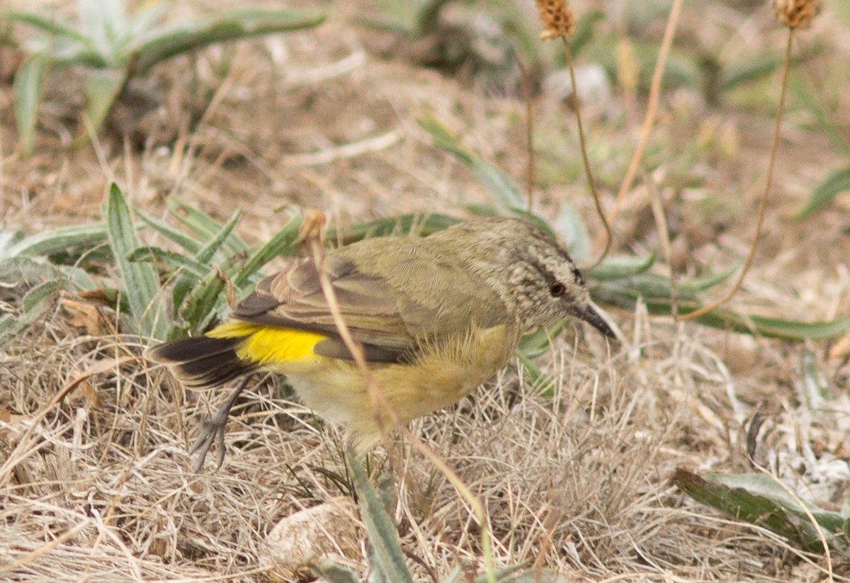 Acanthize à croupion jaune - ML26389461