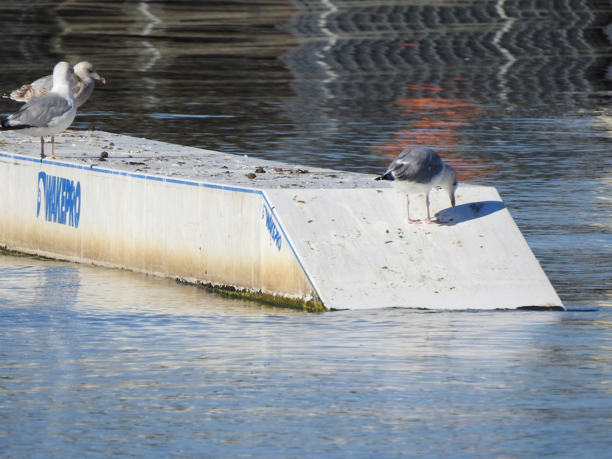 Caspian Gull - Sławomir Karpicki