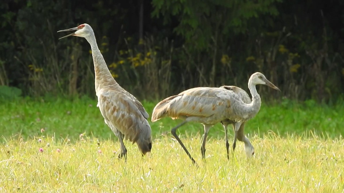 Sandhill Crane - ML263895651