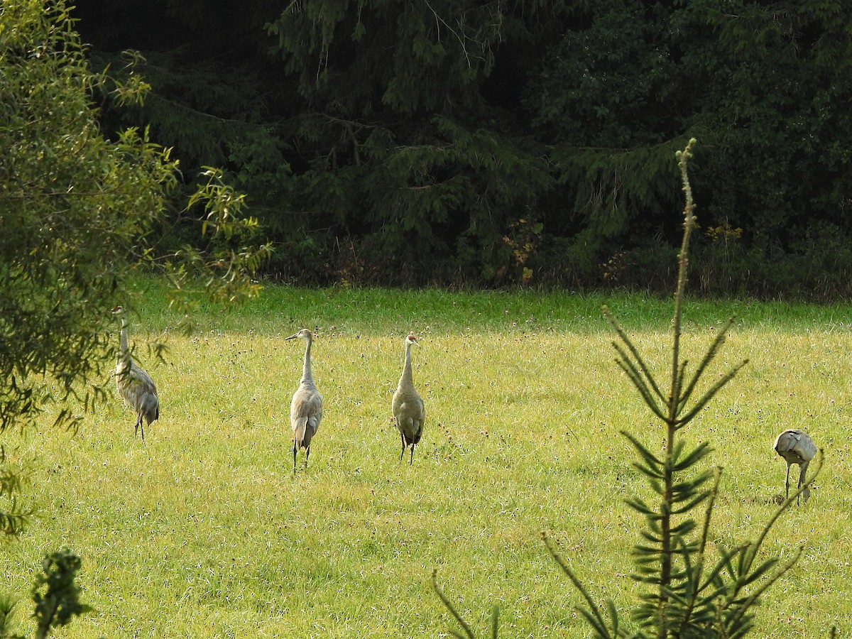 Sandhill Crane - ellen horak