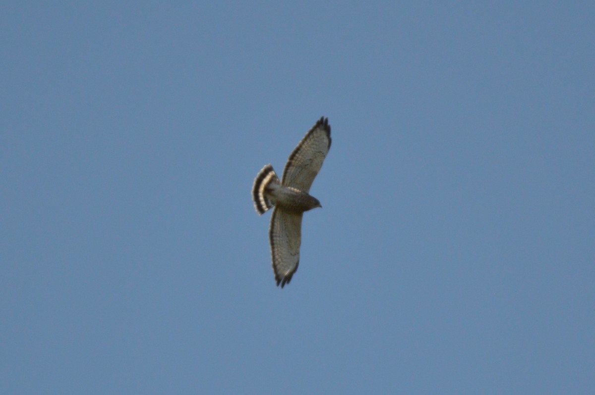 Broad-winged Hawk - ML263895841